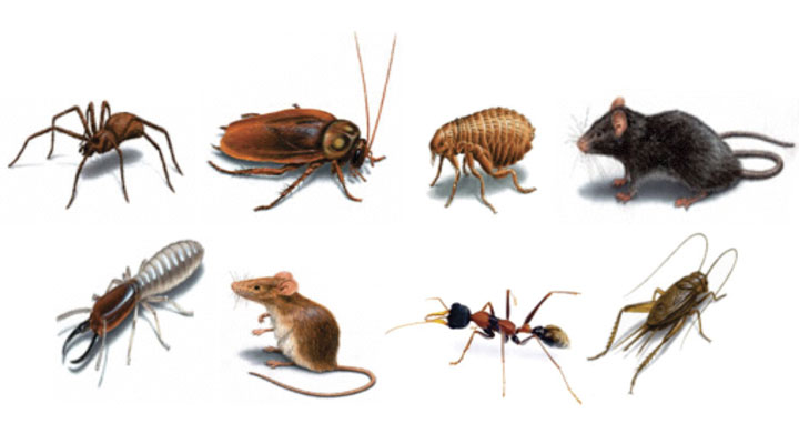 img_403345095_2 bugs