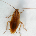 Blatella-germanica-female-dorsal-150×150 Blatella-germanica-female-dorsal