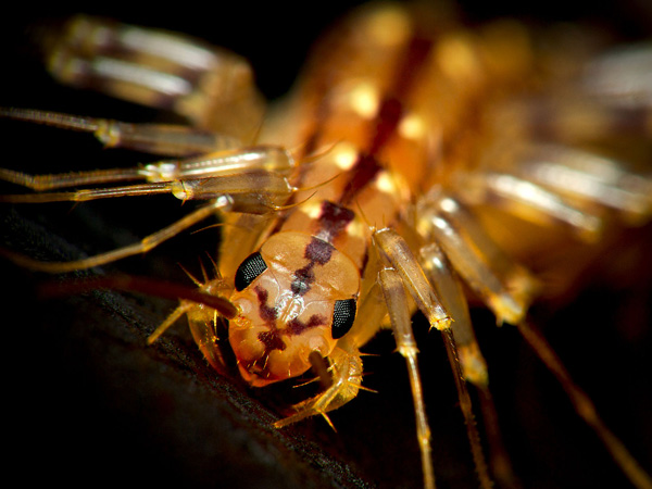 HouseCentipedeCloseup