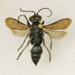 IMG_1048-150×150 wasp