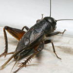 field-cricket-150×150 field-cricket