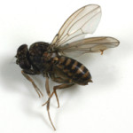 fruit-flyIMG_4694-150×150 fruit-fly