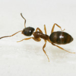 odorous-house-ant-small-150×150 house ant